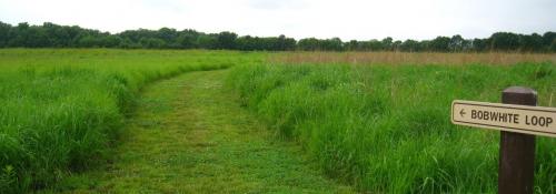 path sign and grassy path