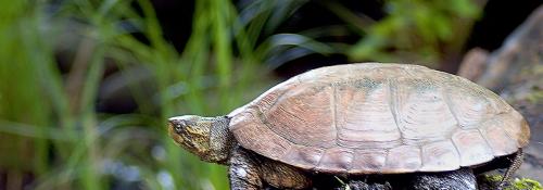 Turtle on a log