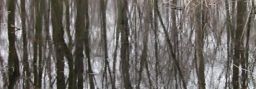 trees coming out of pond