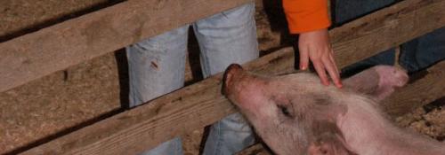 Girl petting a baby pig