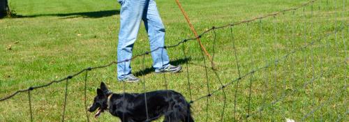 Sheep Dog Herding