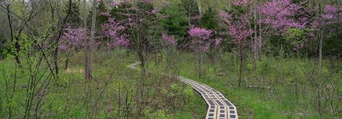 Redbud Valley