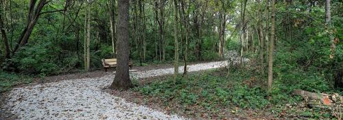 Trail in woods