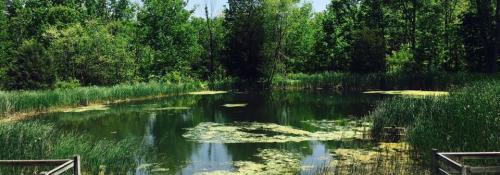 Pond summer