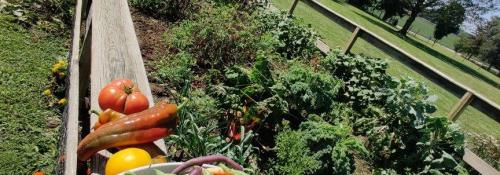 garden
