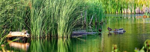 pond photo by Frederick Selanders Jr.