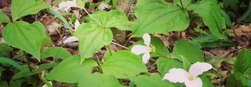 Trillium