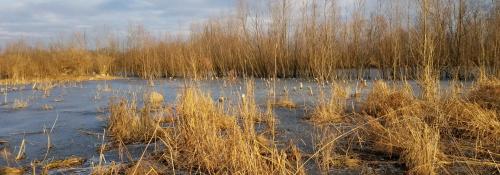 Wetland