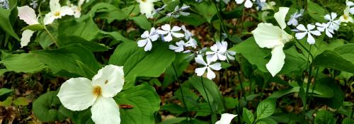 Wildflowers